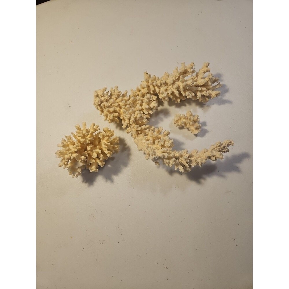 White Coral Branch For Aquarium. Small Sphere Coral.